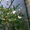 ピントが電柱に・・・