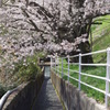 桜と用水路