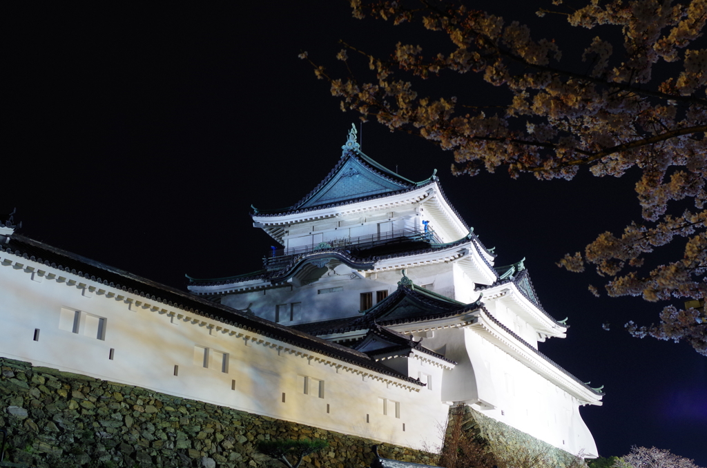 和歌山城と桜