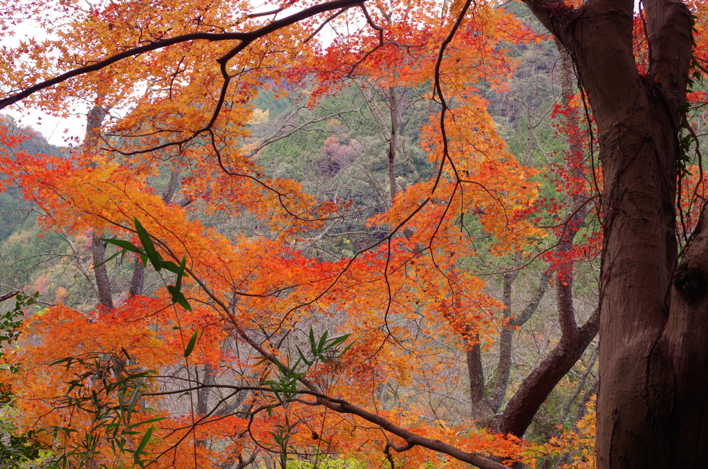 紅葉