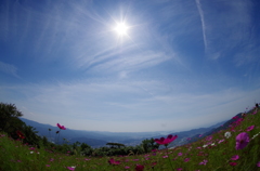 鷲ヶ峰コスモスパーク