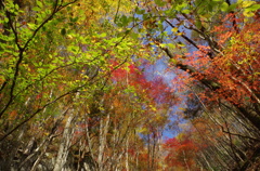 紅葉たち