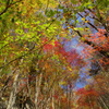 紅葉たち