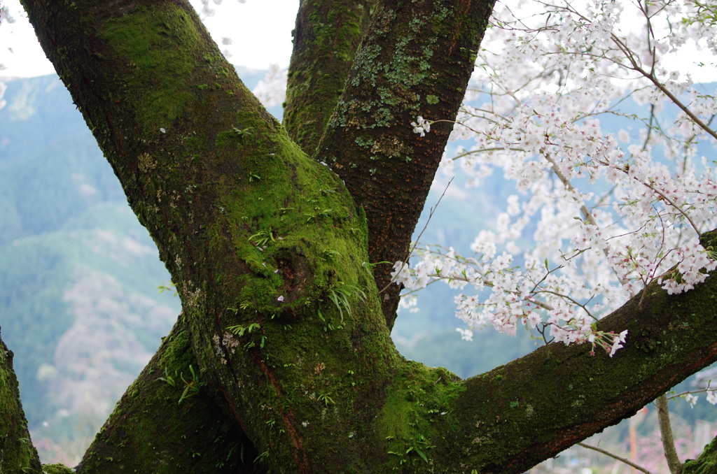 桜の花じゃなく幹