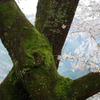 桜の花じゃなく幹