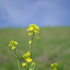 春の花