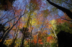 光る紅葉