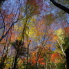 光る紅葉