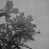 Are you a flower of phantom?