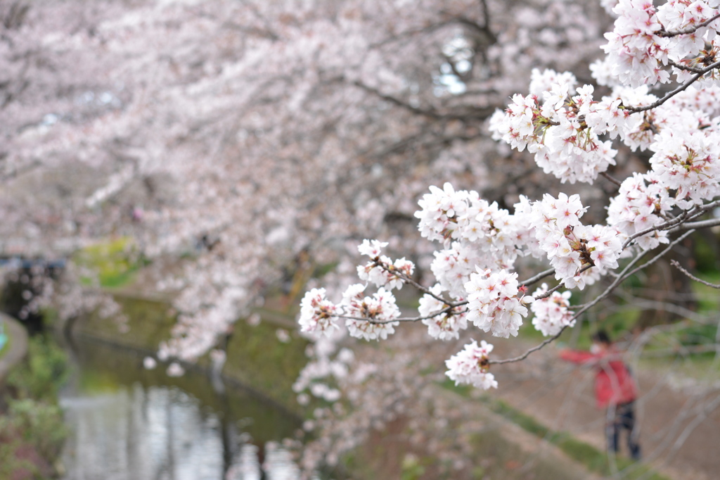 千本桜