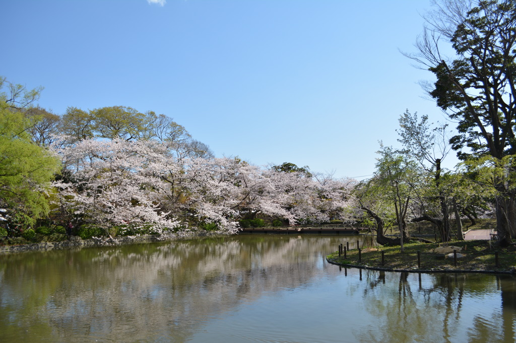 春の鶴岡八幡宮_3