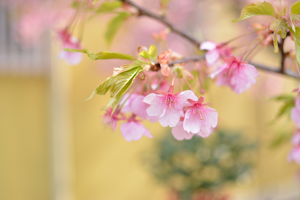 河津桜まつり_3