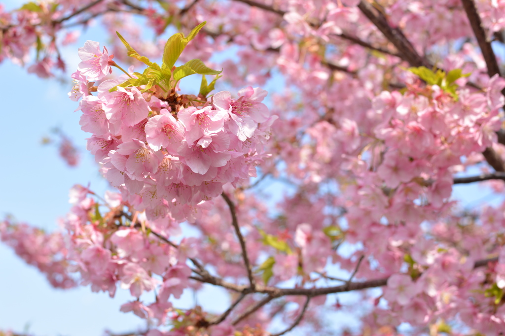 河津桜まつり_1