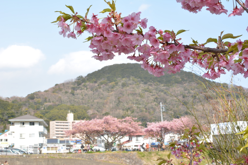 河津桜まつり_2