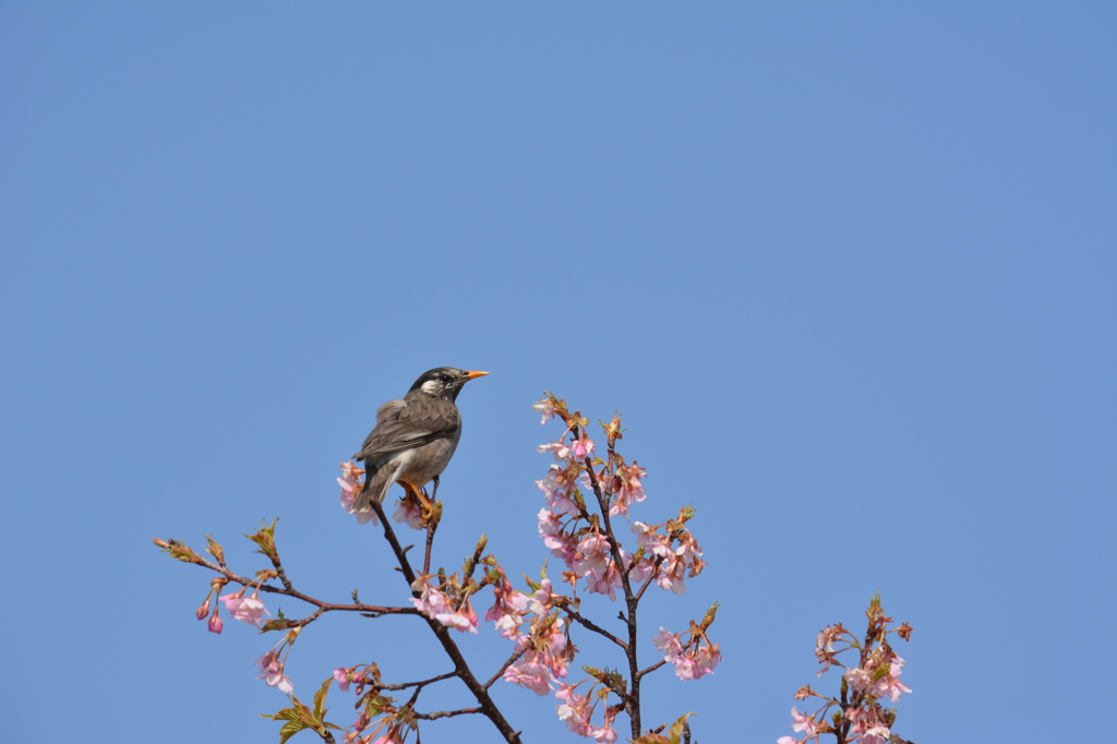 ムクドリと桜