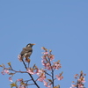 ムクドリと桜