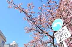 熱海糸川遊歩道の桜