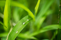 water drop