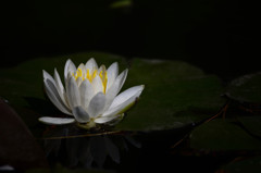 lotus