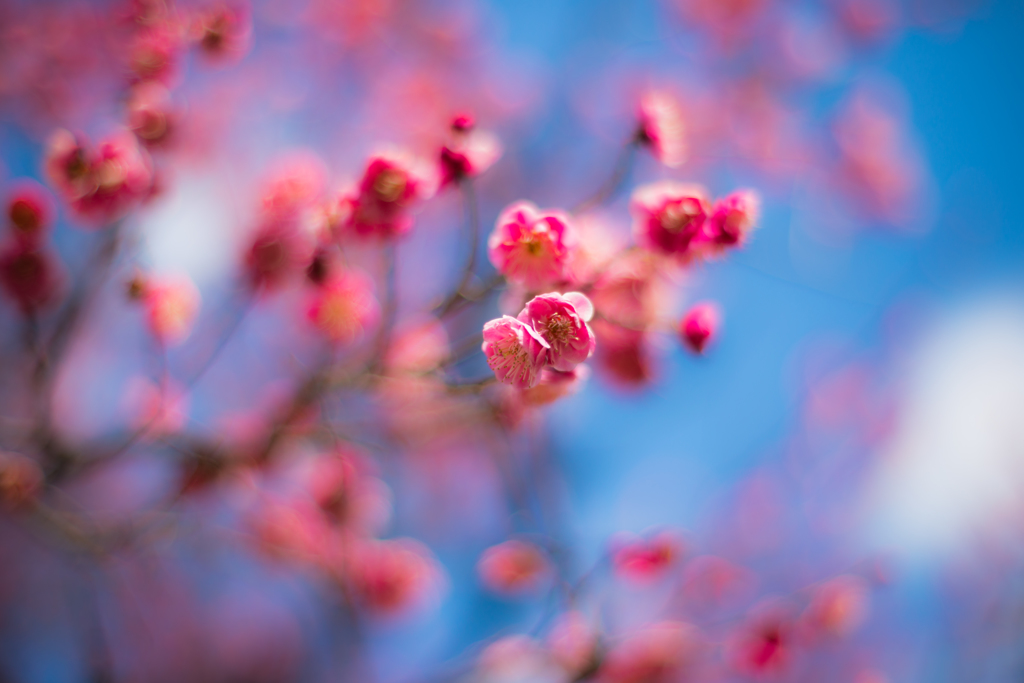 春はもうすぐ