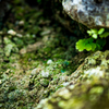 Such as diorama Ⅱ