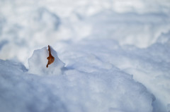 枯葉と雪