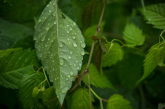 雨上がり