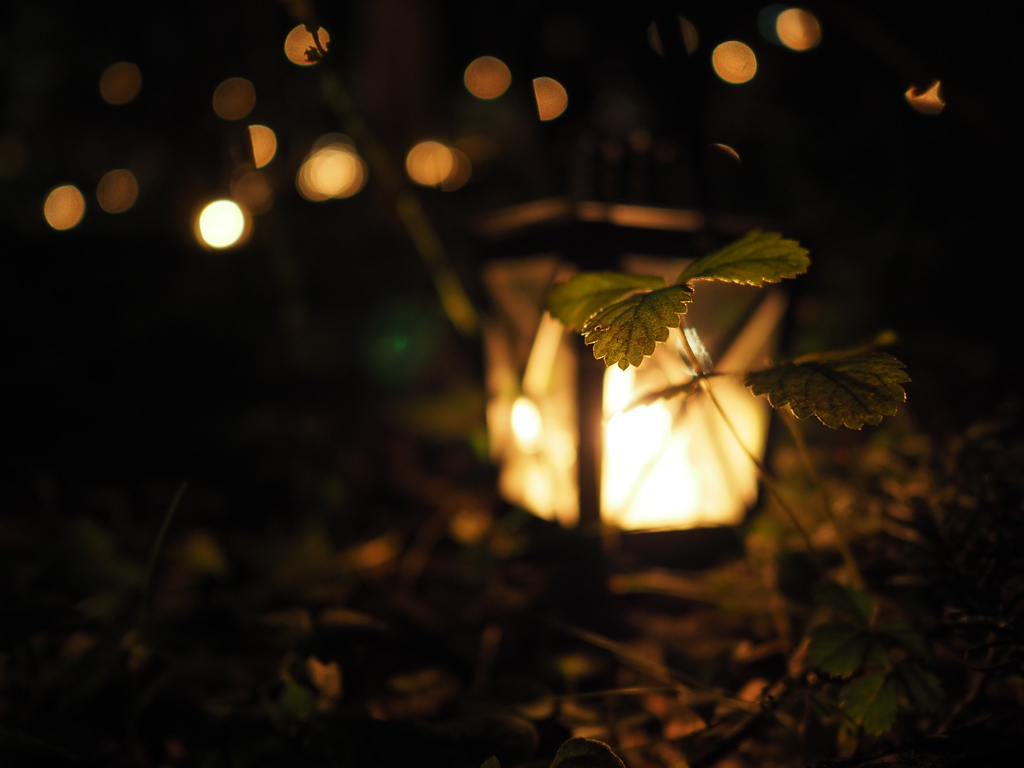 CandleNight_3