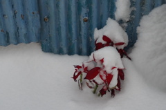 雪のコントラスト