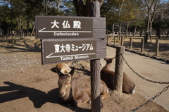 昼寝くらいええやん