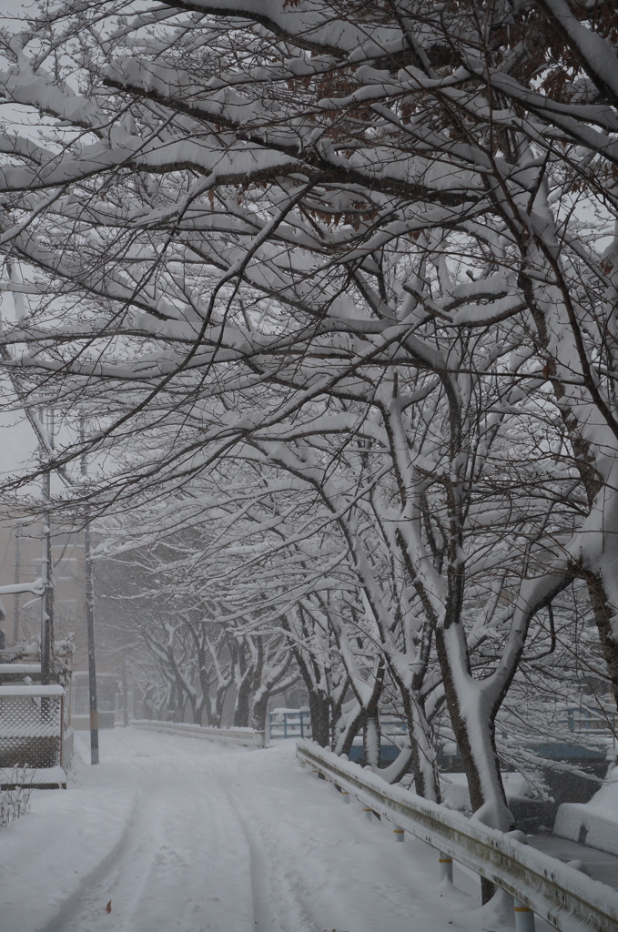 雪並木