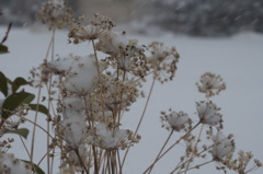 雪の花２