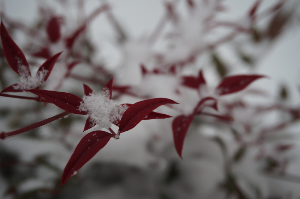 雪化粧