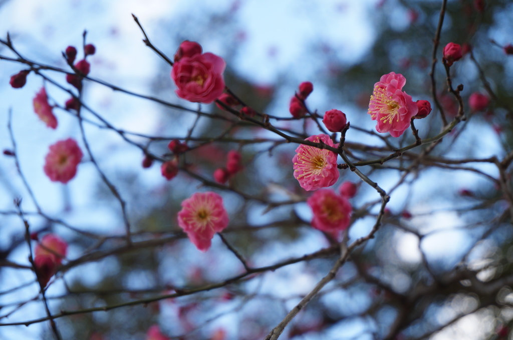 紅梅