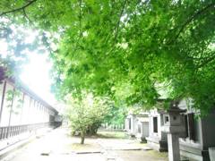 夏の瑞龍寺庭園
