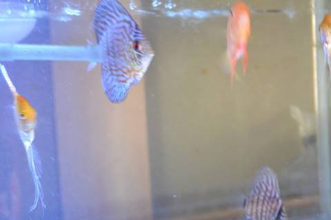 熱帯魚の王様
