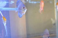 熱帯魚の王様