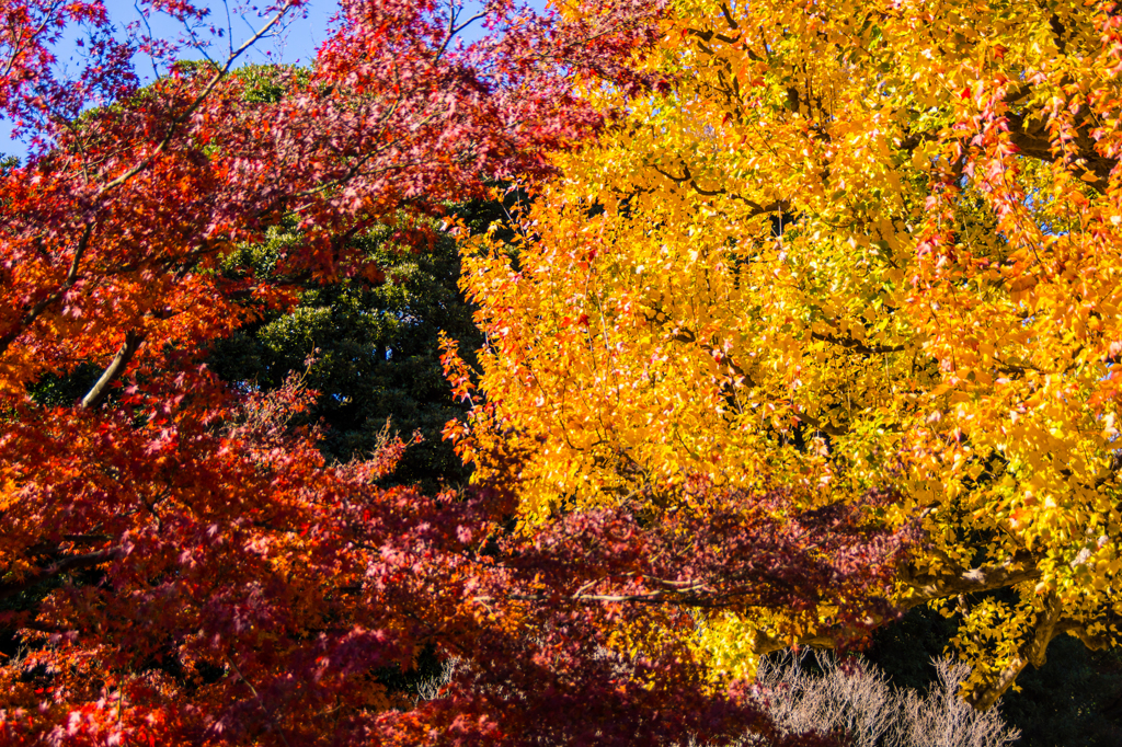 皇居 初冬の紅葉11