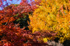 皇居 初冬の紅葉11