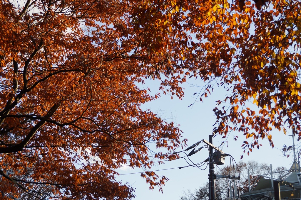 高尾山行　２５