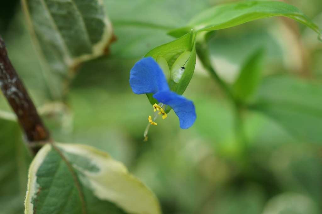 つゆ草