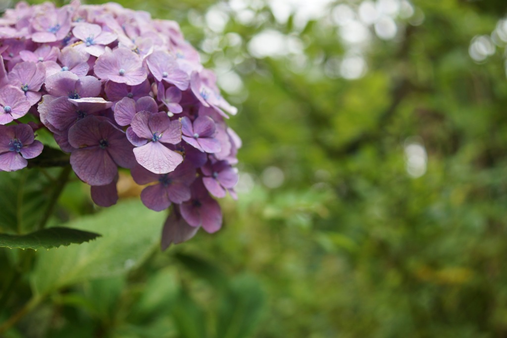 最後の紫陽花。