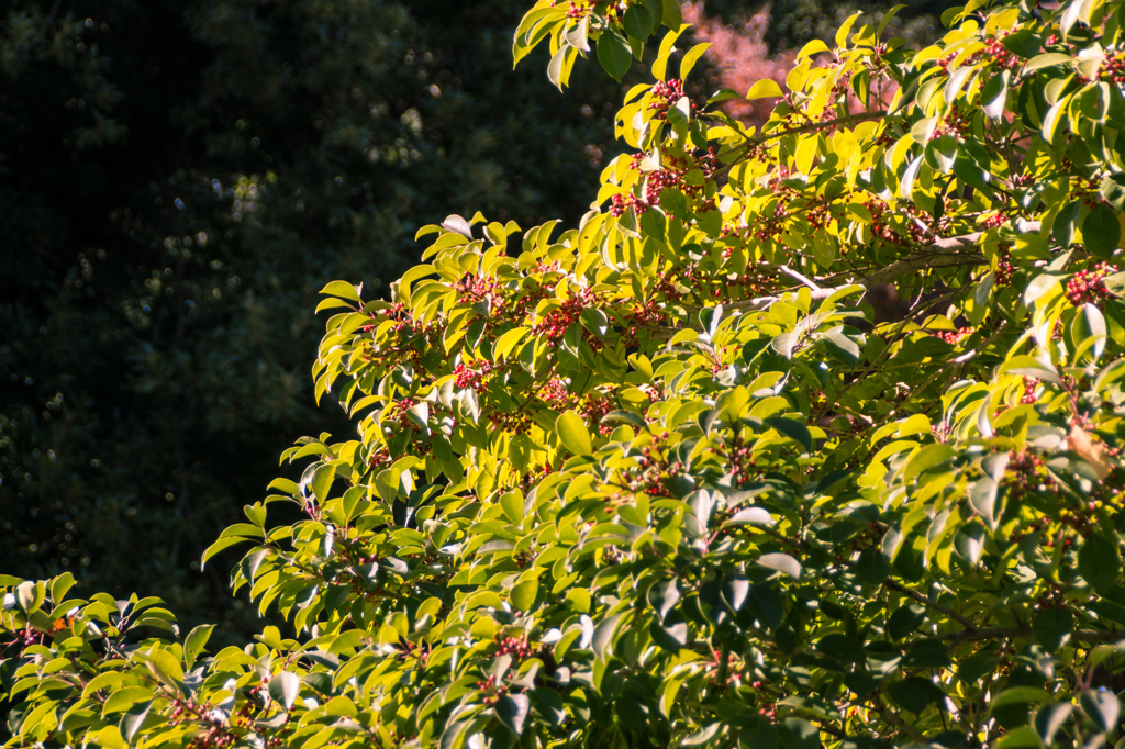 皇居 初冬の紅葉12