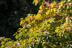 皇居 初冬の紅葉12