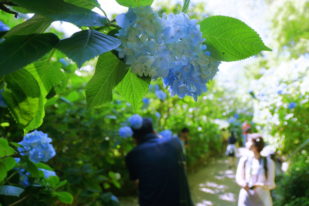 紫陽花　と、カメラマン