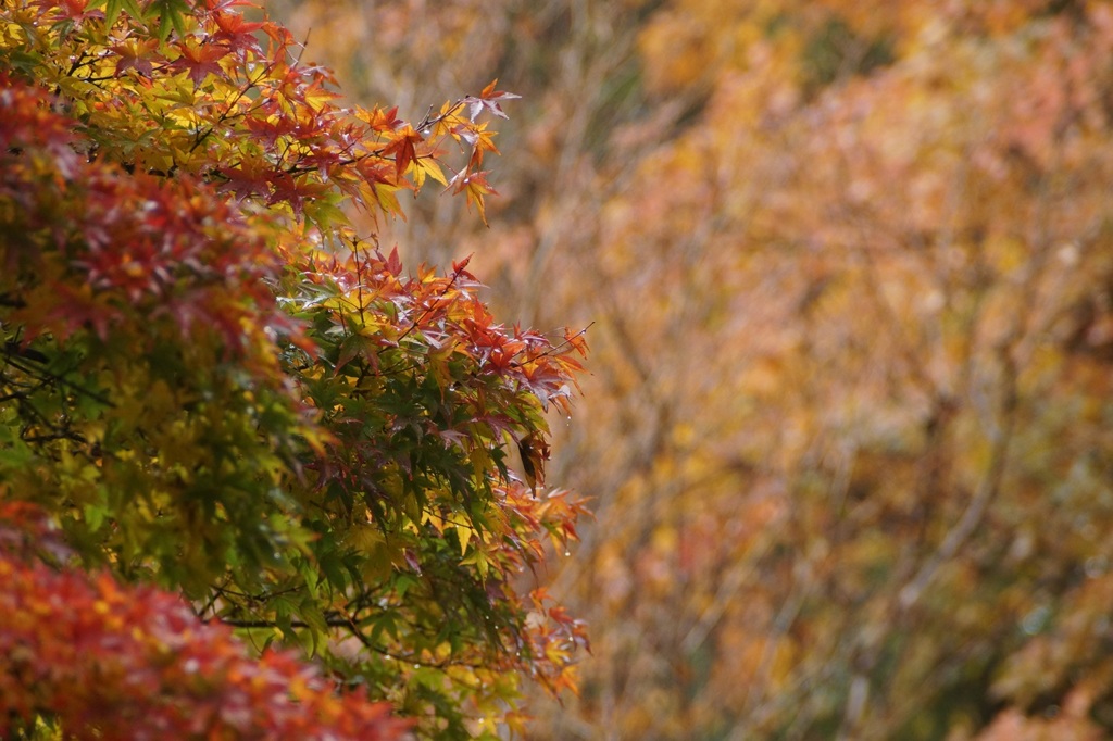 高尾山行　１２