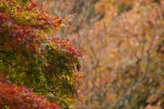 高尾山行　１２