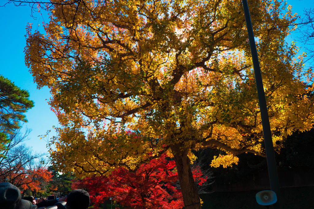 皇居 初冬の紅葉13