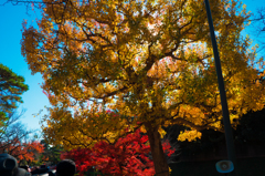 皇居 初冬の紅葉13