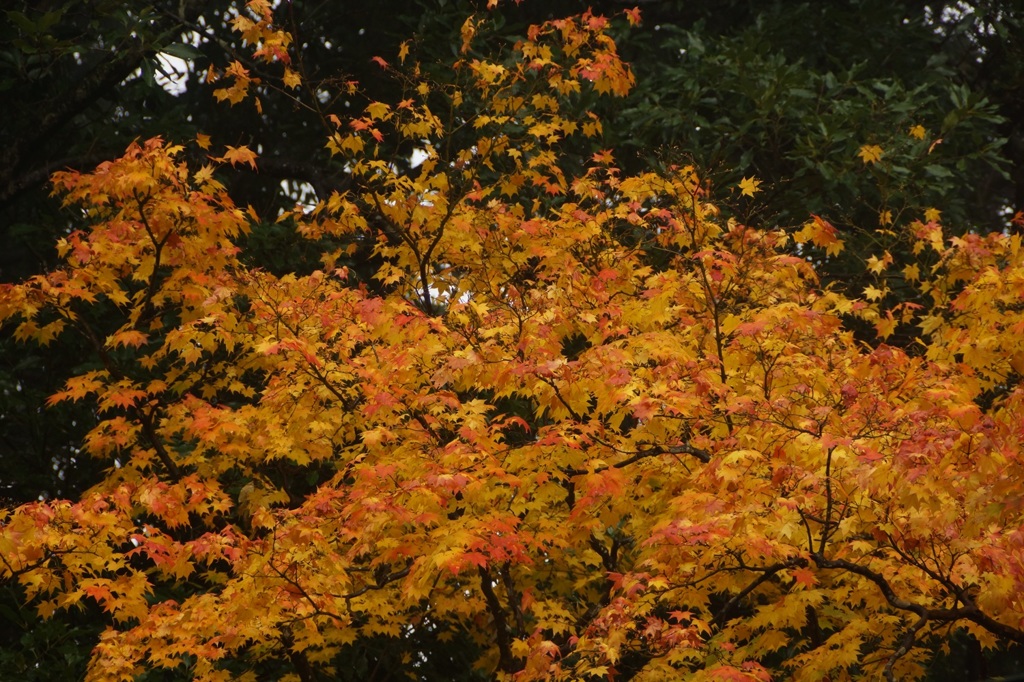 高尾山行　１４